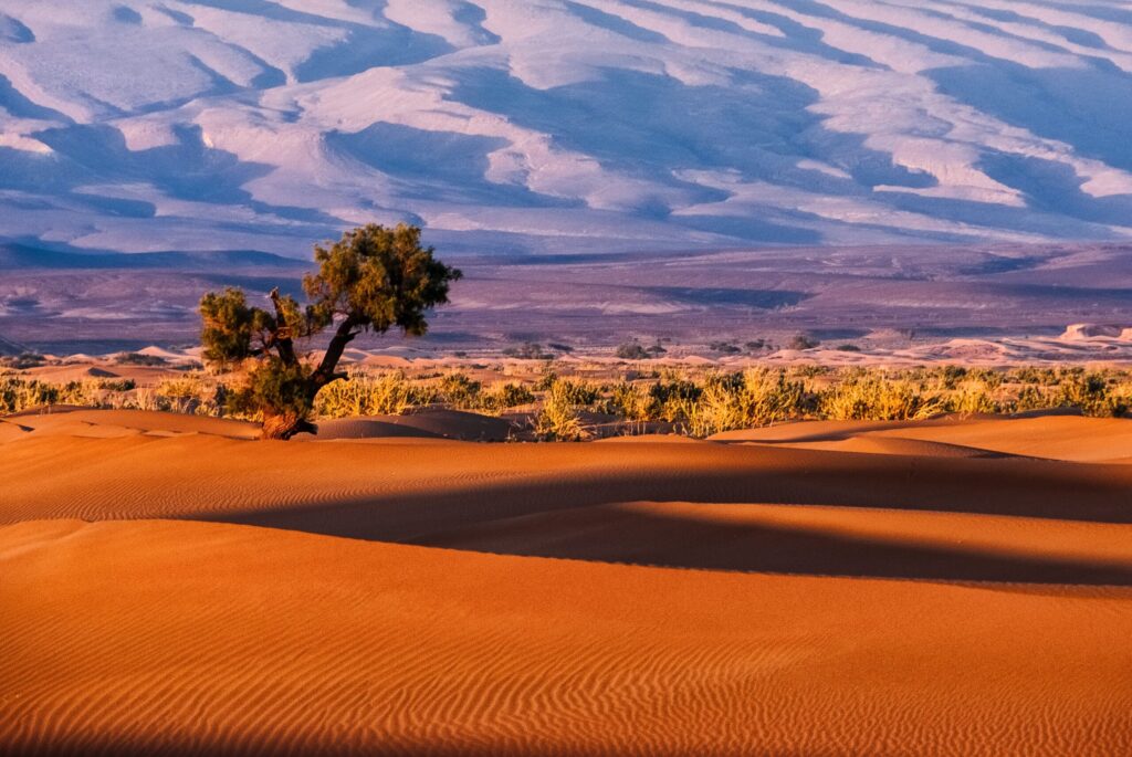 Private Desert Safari Tours: Explore the Sands in Luxury