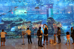 Activities to explore at the Dubai Aquarium