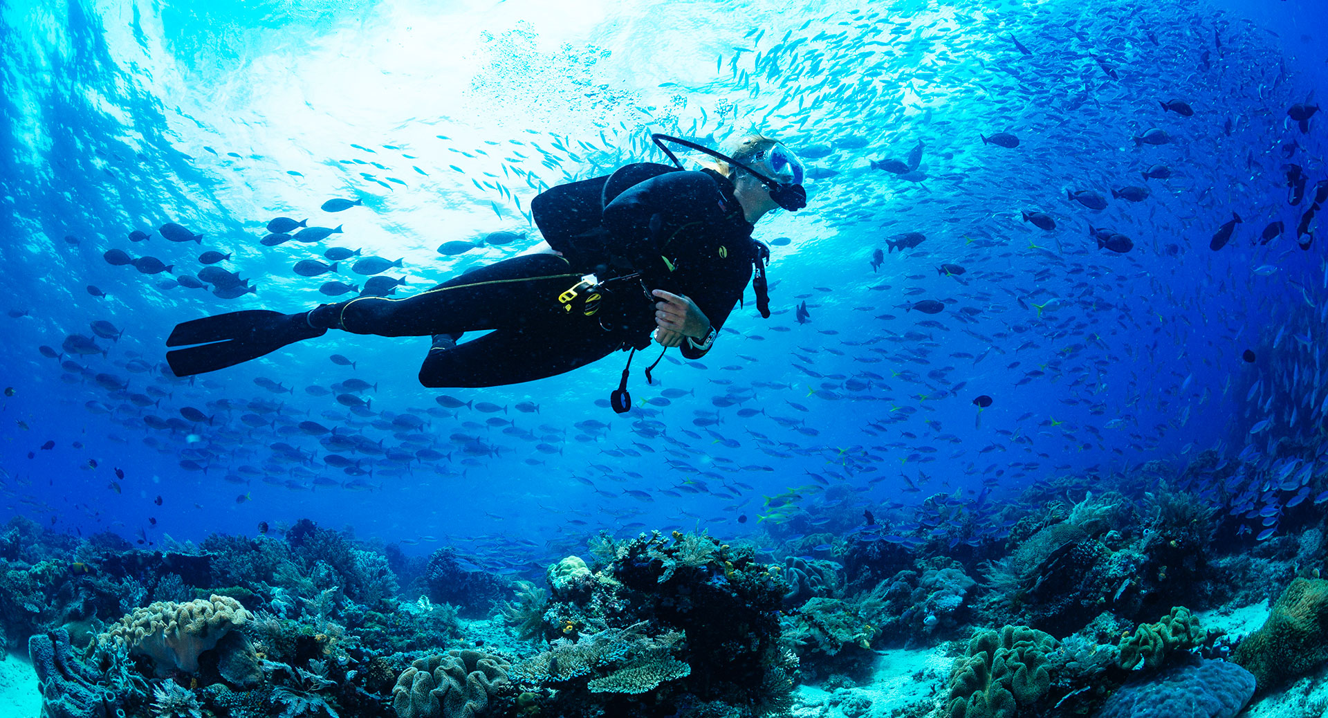 United Arab Emirates: Dive Sites, Marine Life, and Environment