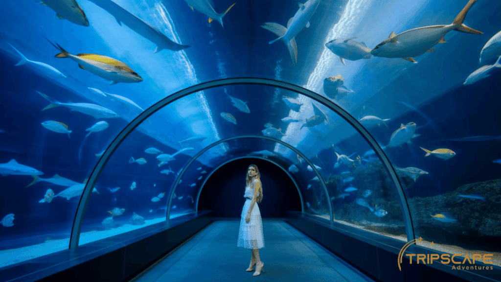 Dubai Mall Aquarium Tunnel