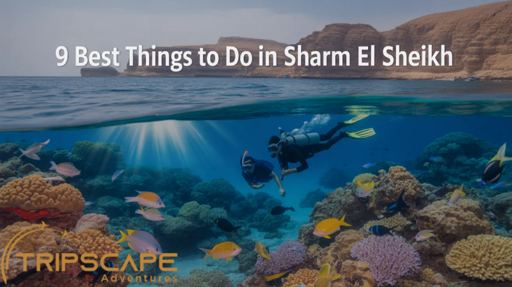 Snorkeling & Diving in Ras Mohammed National Park